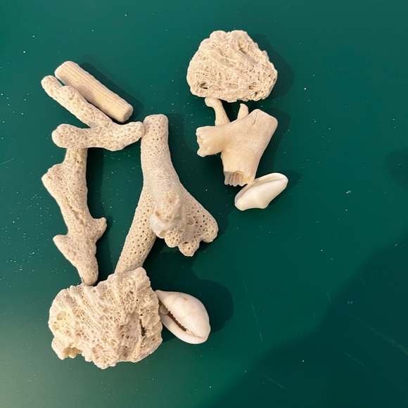 Real Starfish - Picture 11 of 14